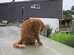 Leo_08.JPG