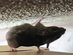 Leo_83.JPG