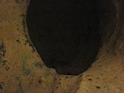LiBL_Mus_SP46_63.JPG