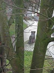 OltenEb_80.JPG